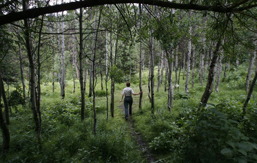 Francisco Kjolseth | The Salt Lake Tribune Carol Majeske, recreation staff officer for the Uinta-Wasatch-Cache National Forest, has been researching the interesting history of the Spruces Campground. The area, now heavily wooded, was an open field that served as a tree nursery with millions of densely packed tree starts meant to reforest the surrounding land clear cut by miners and pioneers establishing the valley below.